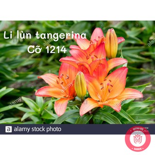 Combo 5 củ ly lùn màu cam củ giống ly
