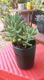 1 chậu sen đá thạch ngọc size đại