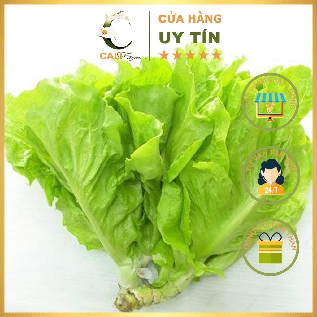 Hạt Giống Xà Lách Rado 357 (10gr)