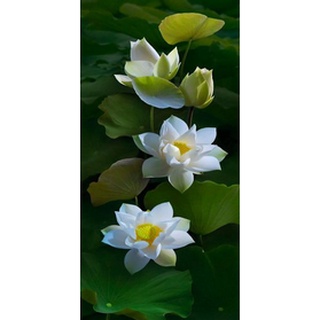tranh đính đá toàn bộ 5D, tranh treo tường hoa sen trắng