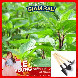 Hạt Giống Húng Quế - 100 Hạt / Gói - Tặng Kèm Bộ Dụng Cụ Trồng Cây Mini