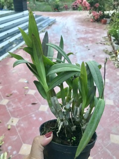 Hoa Lan dendro mini yaya - nhiều mặt hoa