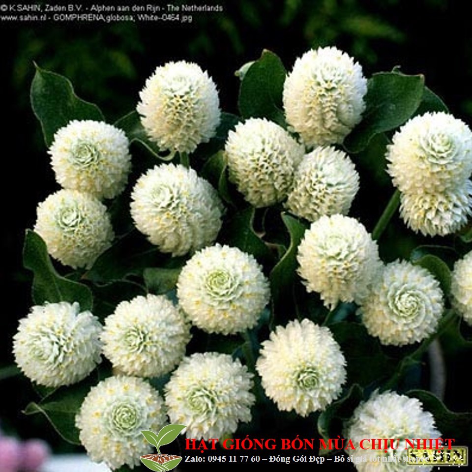 10 Hạt giống hoa cúc bách nhật trắng tinh khôi
