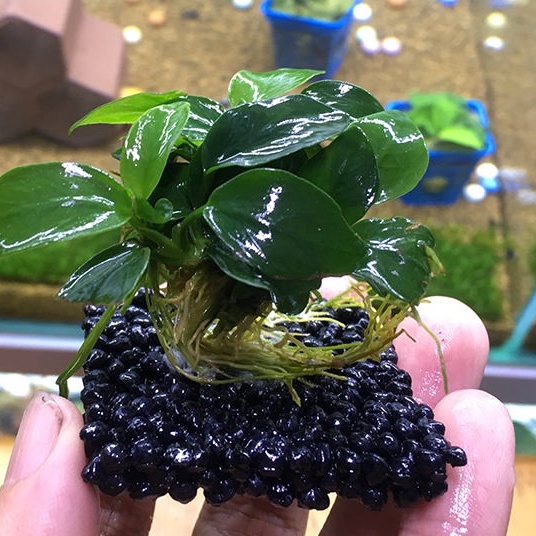 Keo Dán Rêu Cây Thuỷ Sinh ADHESIVE 5g - Keo Dán Cây Thuỷ Sinh.