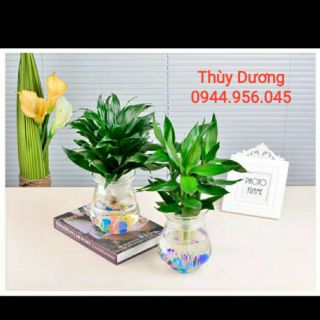 Lọ thủy tinh trồng cây , thả cá miệng loe.