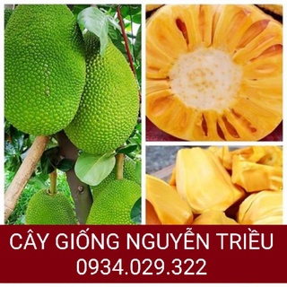 Cây giống mít thái siêu sớm chang gai da xanh