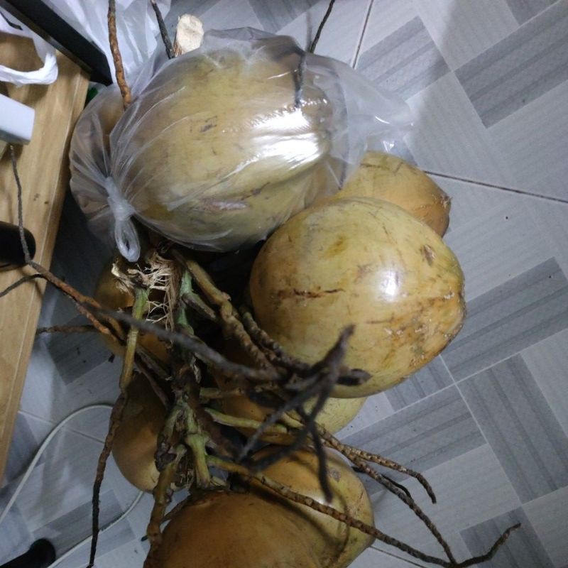 Dừa xiêm siêu ngọt nguyên trái