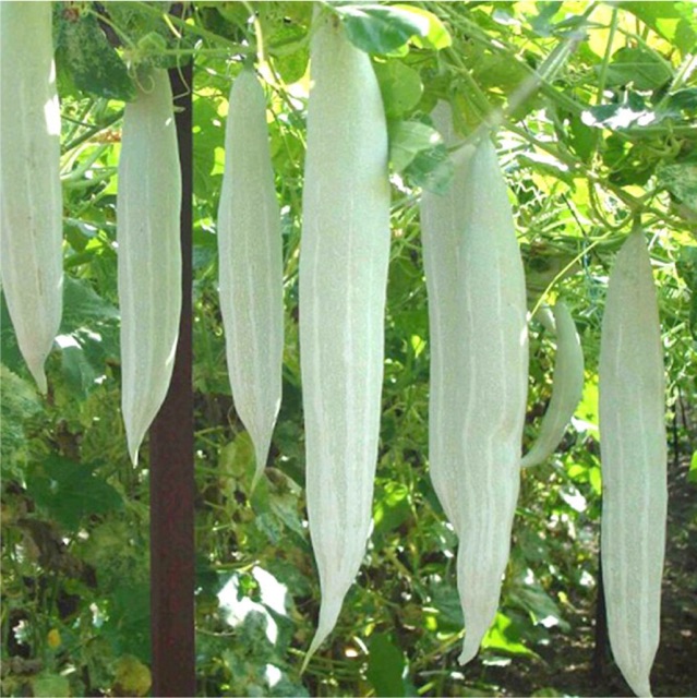 Hạt giống khổ qua tây, khổ qua trắng, mướp tây, mướp lặc lè