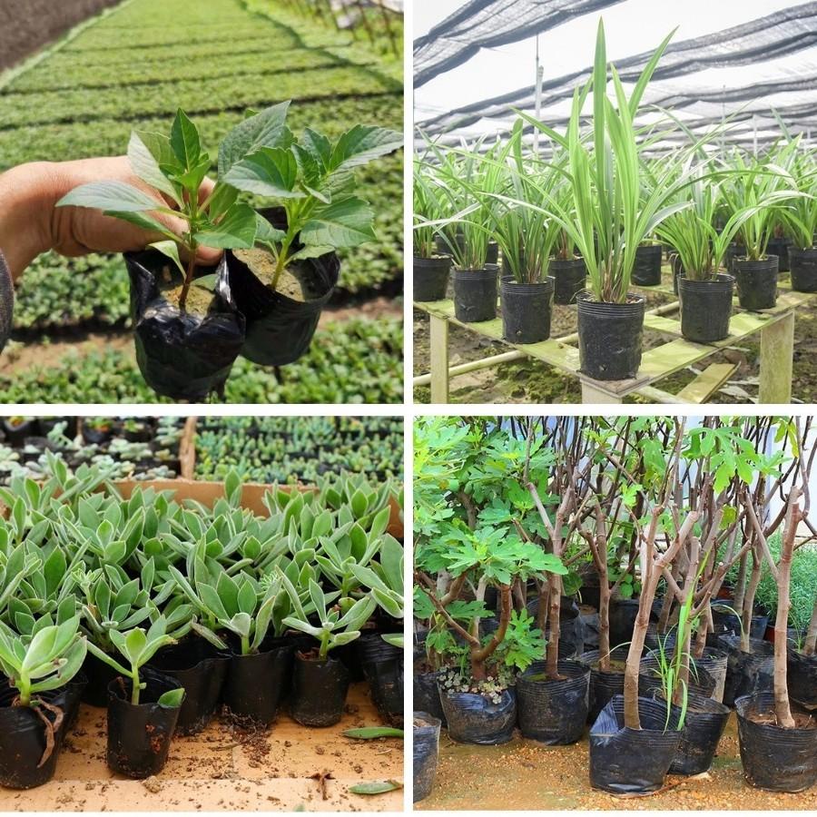 ( SIÊU HOT ) 0.5kg túi bầu ươm cây nhựa dẻo chọn size