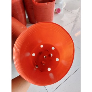 combo 100 chậu c9 đỏ liên an