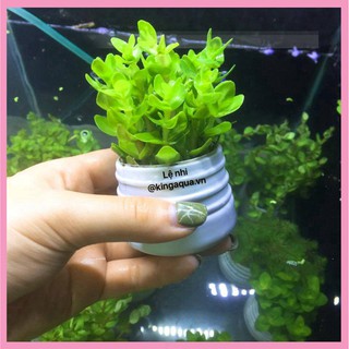 Cây thủy sinh Lệ Nhi (Hậu cảnh)