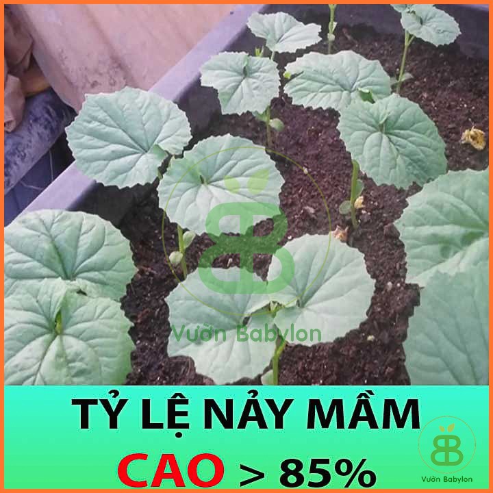 Hạt Giống Khổ Qua  Phát Triển Tốt, Sai Trái
