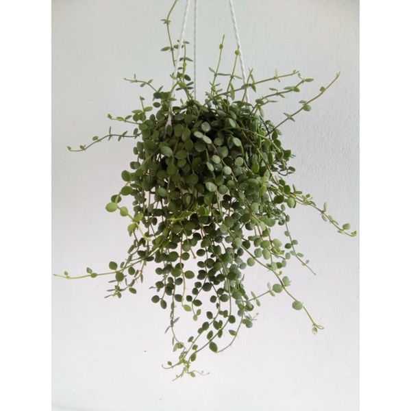 HẠT NÚT chậu treo