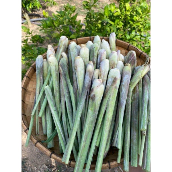 Sả tươi (5 cây)