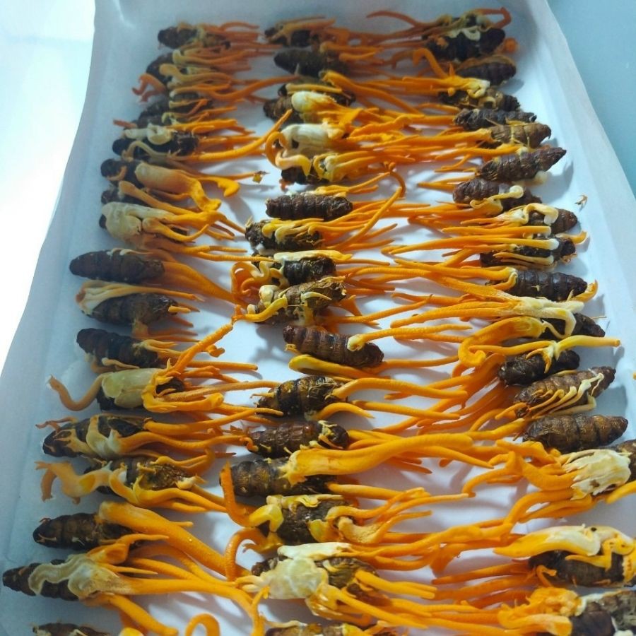 Set 10 Con Đông Trùng Hạ Thảo Nguyên Con - Đông Trùng Hạ Thảo Ký Chủ Nhộng Tằm | BigBuy360 - bigbuy360.vn