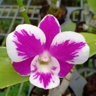 Lan denro Chớp 10% ( cây cao 15cm)