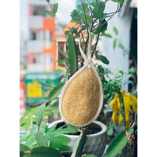 Combo xơ mướp bàn chải tre, bông tắm xơ mướp tẩy tế bào chết, xơ mướp tự nhiên không tẩy trắng