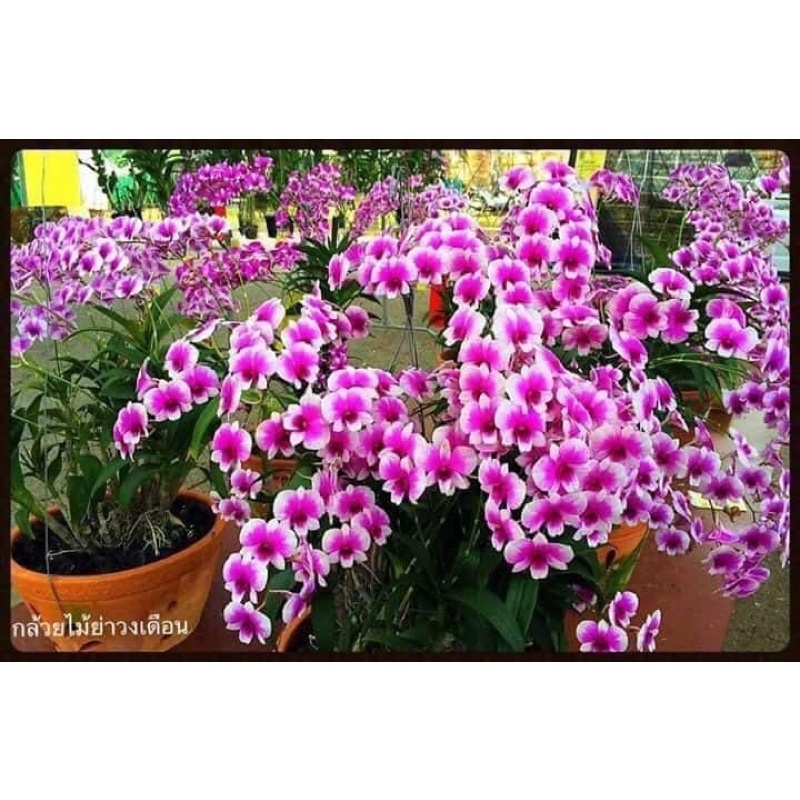 Hoa lan yaya mini cây truỏng thành