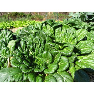 5gr - HẠT GIỐNG CẢI HOA HỒNG