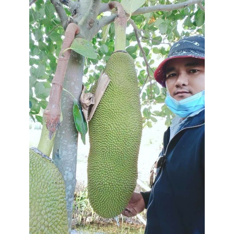 MÍT THƯỚC TRÁI DÀI (MÍT THƯỚC MALAYSIA ,GIỐNG CHUẨN F1 )CAO 1.2M