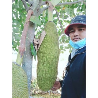 MÍT THƯỚC TRÁI DÀI (MÍT THƯỚC MALAYSIA ,GIỐNG CHUẨN F1 )CAO 1.2M