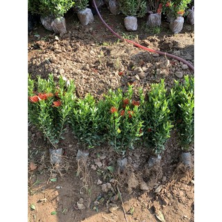 Hoa mẫu đơn Thái siêu nụ (giống mới )