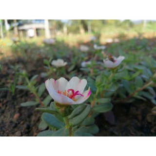 3 cành sam đơn trắng đốm hồng