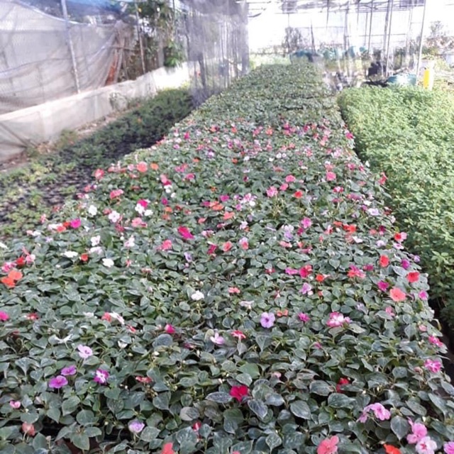 Ngọc thảo đơn, Ngọc thảo kép. Đảm bảo cây khỏe đẹp, không đâu có giá rẻ hơn của mình, hoa trồng đến Tết thì đúng dịp.
