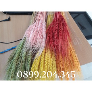lúa mạch khô ( hoa thật sấy khô) decor, trang trí