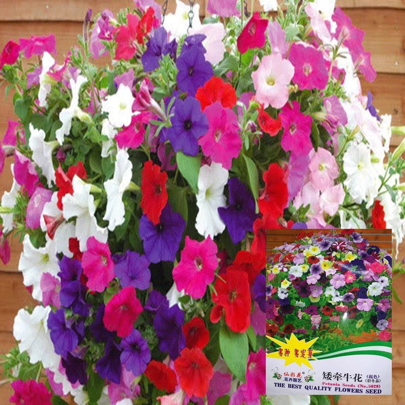 Hạt giống Dạ yến thảo rủ mix Nhập khẩu nguyên bao bì - 1100 hạt - tỷ lệ nảy mầm 95%