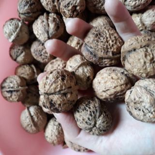 QUẢ ÓC CHÓ