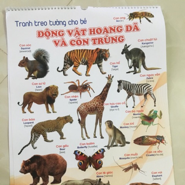 Combo tranh treo tường cho bé