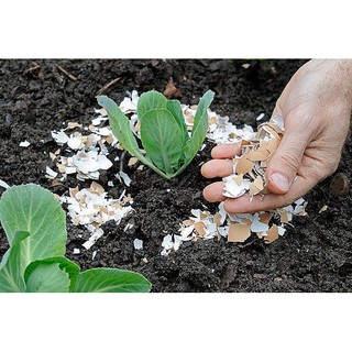 Vỏ Trứng Gà Đã Xử Lí sạch Bổ Sung Canxi và khoáng chất cho cây trồng