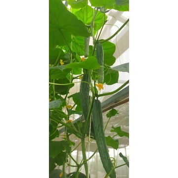 Dinh dưỡng thủy canh hydrolindo chuyên dụng cho rau ăn lá và cây ăn quả
