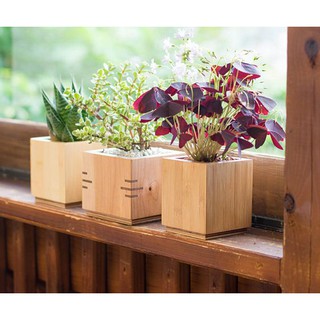 Chậu gỗ trồng cây Vuông để bàn KUTE trồng sen đá, xương rồng I Decor bàn làm việc, quán cà phê