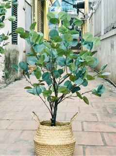Cây bạch đàn 85cm - cây giả decor
