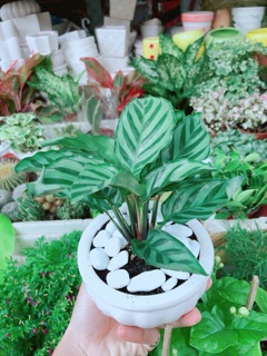 Chậu Đuôi Công Xanh