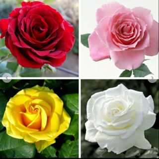 COMBO 5 Cây Hoa Hồng Đà  Lạt 4 màu