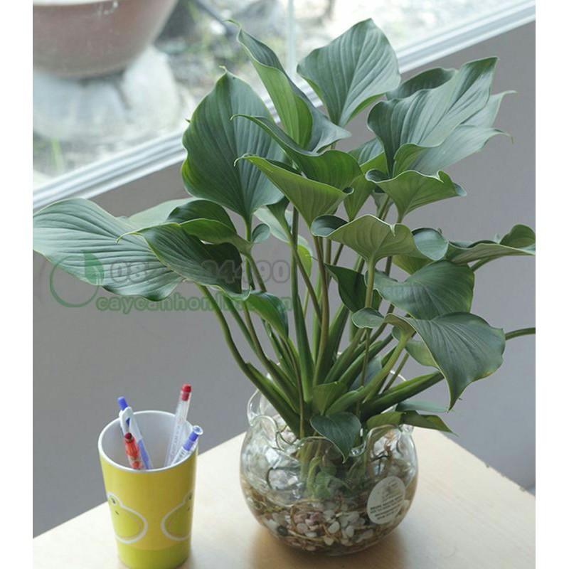 Chậu cây Thanh Tâm để bàn