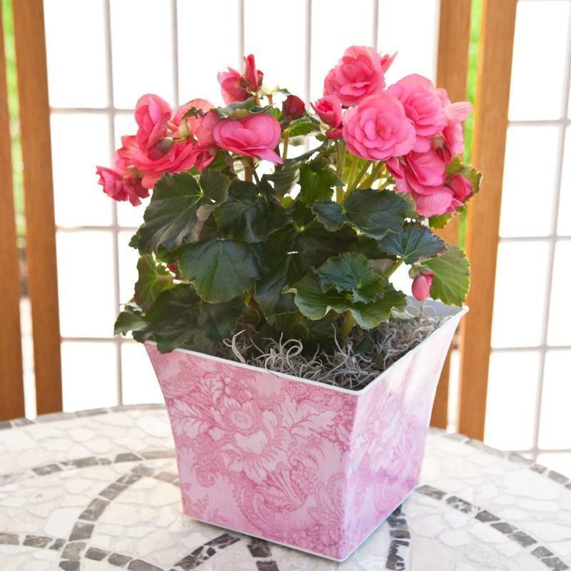Hạt giống hoa Thu Hải Đường kép Mix (Begonia Grandiflora) 30 hạt