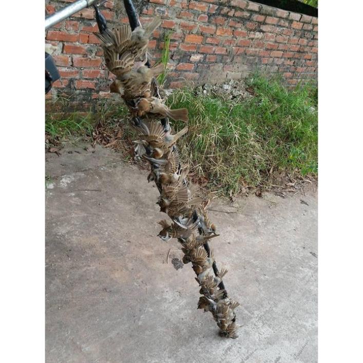 Keo Bẫy Chim Siêu Dính, Keo Giá rẻ, Chuyên Bẫy Chim Đêm, Cu Gáy, Sẻ, Chào mào,Cò, Se, Sẽ