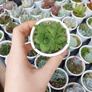 Sen đá ngọc lá lớn