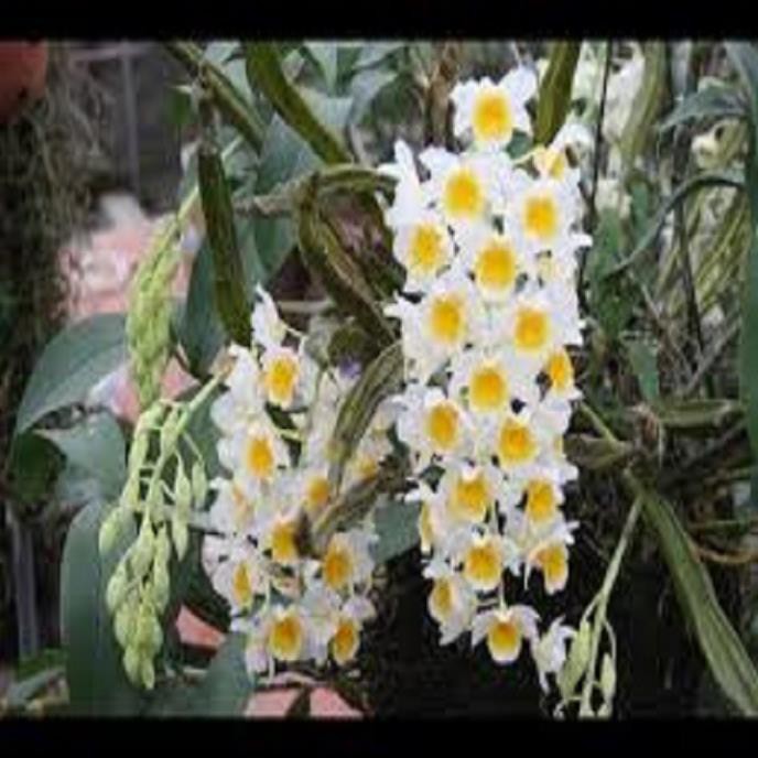 Hoa lan kiều tím- kiều thuỷ tiên(hàng bóc rừng)+ 700g phân thỏ hữu cơ