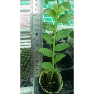 [HOT] Hoa lan Giả hạc (Phi điệp) 5 cánh trắng