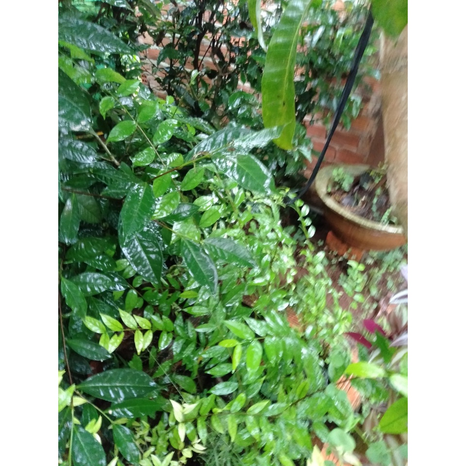 Cây mai chiếu thuỷ cao 25-30 cm