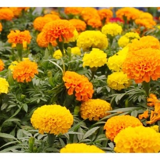 HẠT GIỐNG HOA VẠN THỌ MỸ