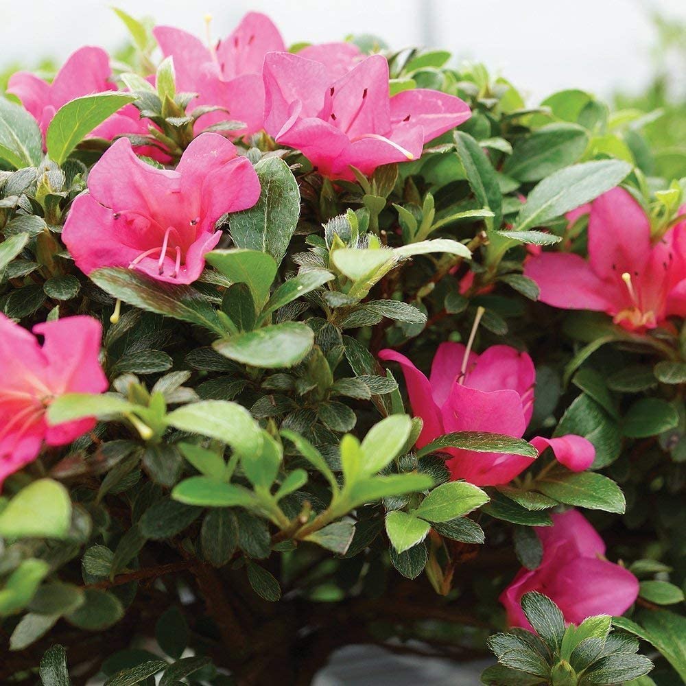Hạt giống hoa đỗ quyên 5 Brussel's Bonsai Live Azalea Cây cảnh ngoài trời Bó PI