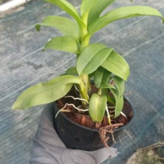 Lan denro nắng 3 lưỡi tím