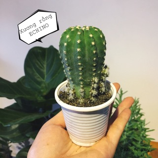 Xương rồng Echino