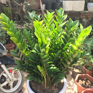 Cây kim tiền lớn